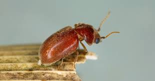Cigarette Beetle: Professional Insights for Effective Protection of Stored Goods